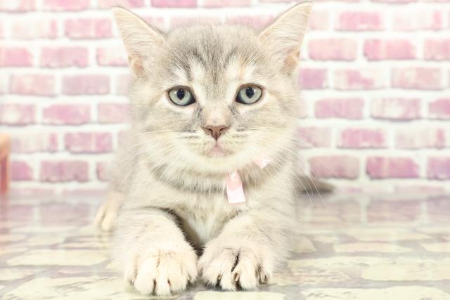 千葉県のスコティッシュフォールド (Coo&RIKU八街店/2024年1月27日生まれ/女の子/ブルーパッチドタビー)の子猫