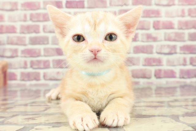 北海道のアメリカンショートヘアー (Coo&RIKU北見店/2024年1月28日生まれ/男の子/クリームタビー)の子猫