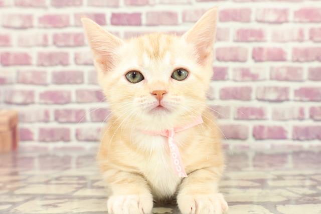 東京都のアメリカンショートヘアー (Coo&RIKU練馬店/2024年1月28日生まれ/女の子/クリームタビー)の子猫