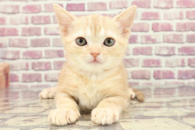 北海道のアメリカンショートヘアー (Coo&RIKU札幌西店/2024年1月28日生まれ/女の子/クリームタビー)の子猫