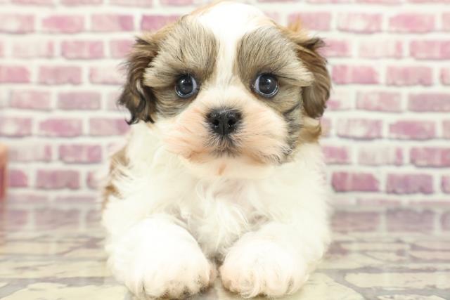 北海道のハーフ犬 (Coo&RIKU札幌西店/2024年1月26日生まれ/男の子/ホワイトゴールド)の子犬
