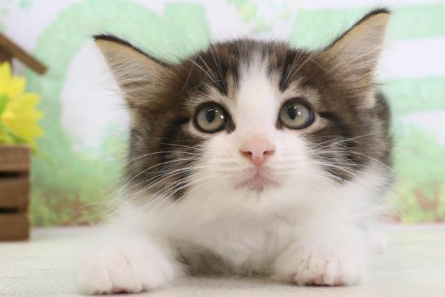 長崎県のノルウェージャンフォレストキャット (Coo&RIKU長崎浜町店/2024年1月22日生まれ/女の子/ブラウンタビーホワイト)の子猫