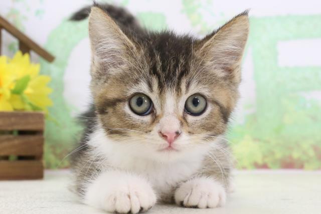 鹿児島県のセルカークレックス (Coo&RIKU鹿児島店/2024年1月23日生まれ/男の子/ブラウンタビーホワイト)の子猫