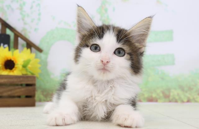 福岡県のノルウェージャンフォレストキャット (Coo&RIKU小倉店/2024年1月8日生まれ/女の子/ブラウンタビーホワイト)の子猫