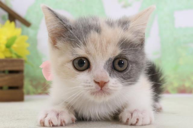 福岡県のブリティッシュショートヘアー (Coo&RIKU福岡古賀店/2024年1月14日生まれ/女の子/ブルークリームホワイト)の子猫