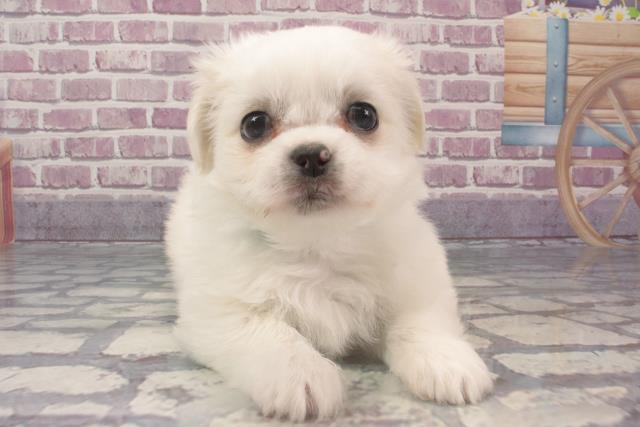 鳥取県のハーフ犬 (Coo&RIKUラ・ムー鳥取東店/2024年1月26日生まれ/男の子/ホワイト)の子犬