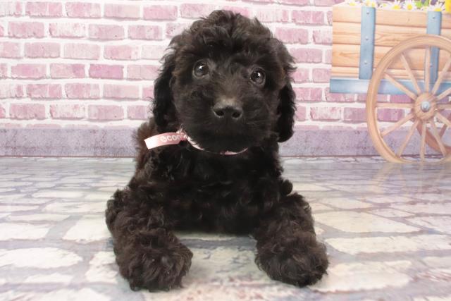 滋賀県のトイプードル(トイ) (Coo&RIKU長浜店/2024年1月28日生まれ/女の子/ブラック)の子犬