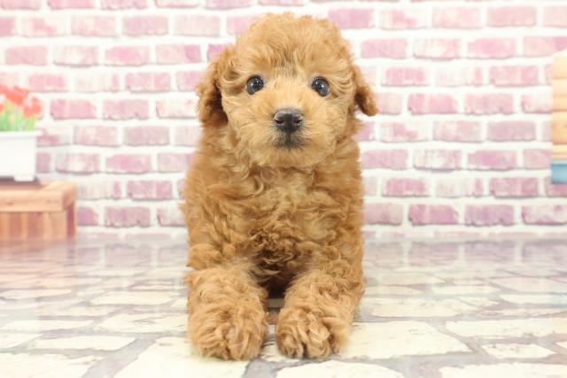 北海道のトイプードル(トイ) (Coo&RIKU釧路店/2024年1月15日生まれ/男の子/レッド)の子犬