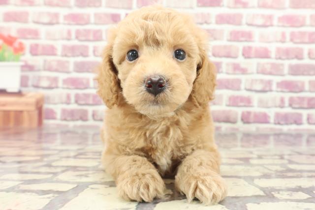 青森県のハーフ犬 (Coo&RIKU青森店/2024年1月21日生まれ/男の子/アプリコット)の子犬