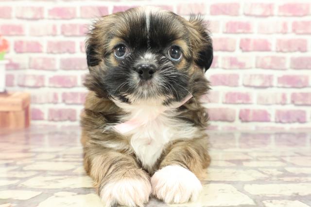埼玉県のチワズー/チワシーズ(チワワ×シーズー) (Coo&RIKU熊谷ニットーモール店/2024年1月15日生まれ/女の子/ブラウンホワイト)の子犬