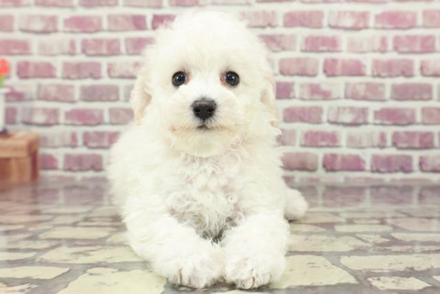 福島県のトイプードル(トイ) (Coo&RIKU郡山店/2024年1月28日生まれ/女の子/ホワイト)の子犬