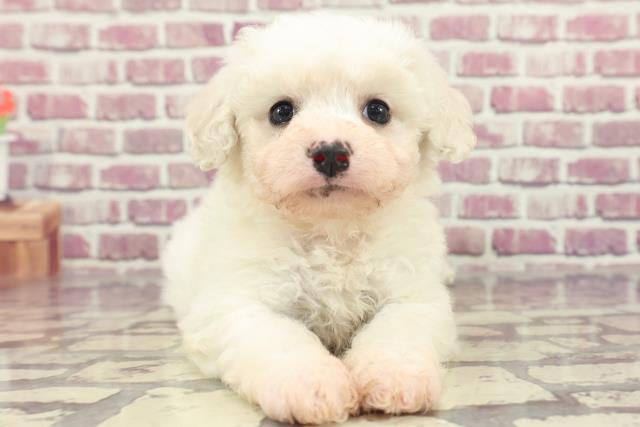 北海道のビションフリーゼ (Coo&RIKU帯広店/2024年1月26日生まれ/女の子/ホワイト)の子犬