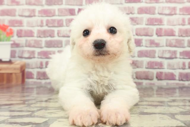 北海道のビションフリーゼ (Coo&RIKU札幌西店/2024年1月26日生まれ/女の子/ホワイト)の子犬