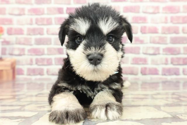北海道のミニチュアシュナウザー (Coo&RIKU釧路店/2024年1月28日生まれ/男の子/ブラックシルバー)の子犬