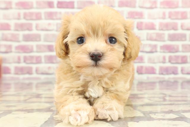 愛媛県のマルプー(マルチーズ×プードル) (Coo&RIKU大洲店/2024年1月26日生まれ/女の子/アプリコットホワイト)の子犬