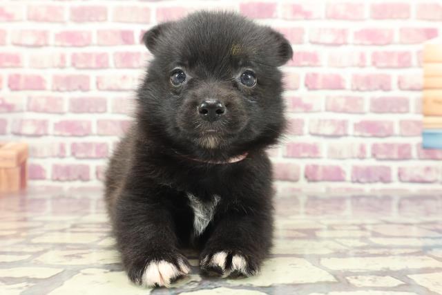 埼玉県のハーフ犬 (Coo&RIKU桶川店/2024年1月28日生まれ/女の子/ブラックホワイト)の子犬