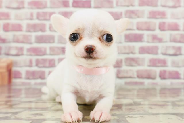 東京都のチワワ(スムース) (Coo&RIKU足立本店/2024年1月27日生まれ/女の子/クリームホワイト)の子犬