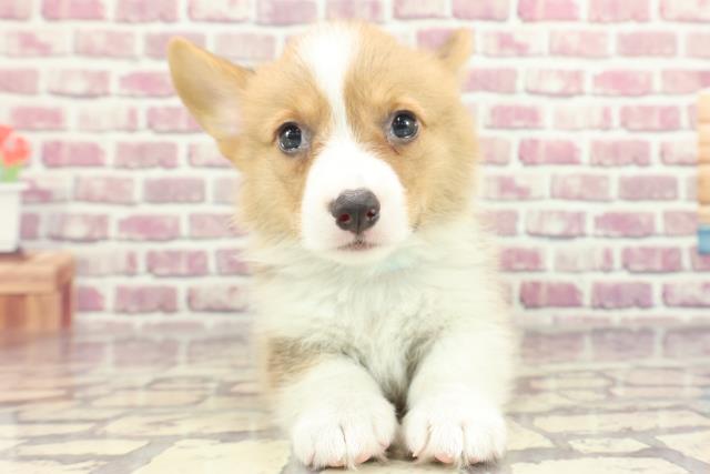 東京都のウェルシュコーギーペンブローク (Coo&RIKU中野サンモール店/2024年1月24日生まれ/男の子/レッドホワイト)の子犬