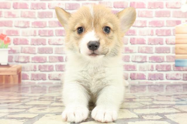 北海道のウェルシュコーギーペンブローク (Coo&RIKU帯広店/2024年1月25日生まれ/女の子/レッドホワイト)の子犬