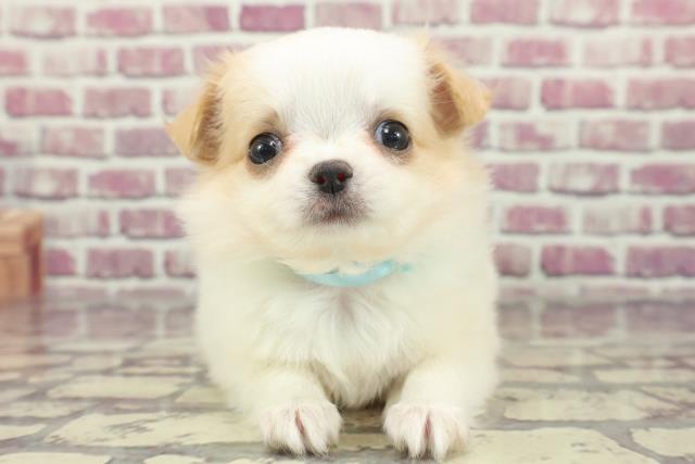 千葉県のチワワ(ロング) (Coo&RIKU東船橋店/2024年1月28日生まれ/男の子/クリームホワイト)の子犬