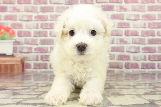 北海道のビションフリーゼ (Coo&RIKU北見店/2024年1月27日生まれ/男の子/ホワイト)の子犬