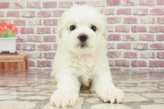 福島県のビションフリーゼ (Coo&RIKU会津若松店/2024年1月27日生まれ/女の子/ホワイト)の子犬