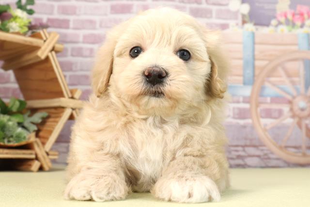 三重県のマルプー(マルチーズ×プードル) (Coo&RIKU四日市店/2024年1月27日生まれ/男の子/クリームホワイト)の子犬