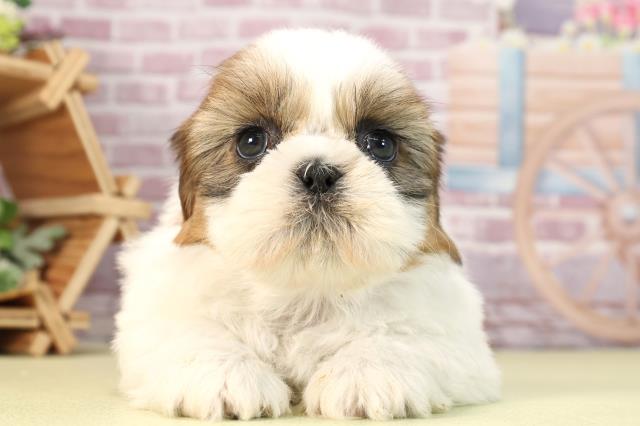 愛知県のシーズー (Coo&RIKU東海一宮店/2024年1月27日生まれ/女の子/ゴールドホワイト)の子犬