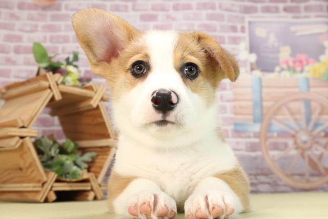 愛知県のウェルシュコーギーペンブローク (Coo&RIKU東海一宮店/2024年1月22日生まれ/男の子/レッドホワイト)の子犬