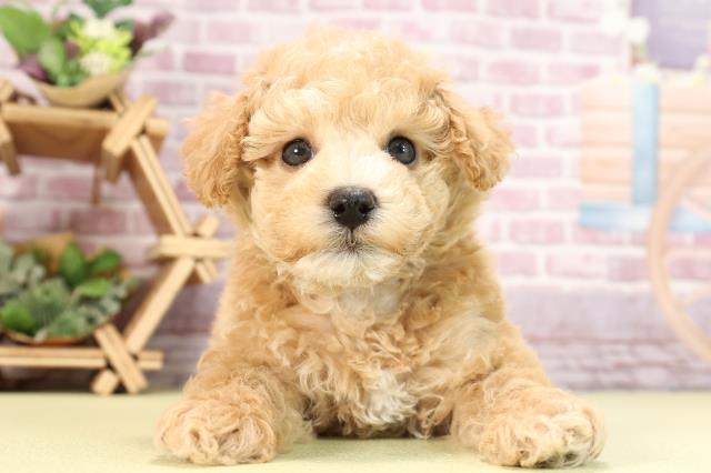 静岡県のビションプー(ビションフリーゼ×プードル) (Coo&RIKU掛川店/2024年1月25日生まれ/男の子/アプリコット)の子犬