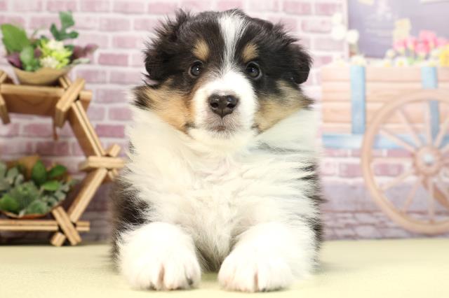 愛知県のシェットランドシープドッグ (Coo&RIKU東海一宮店/2024年1月26日生まれ/男の子/ブラックタンホワイト)の子犬