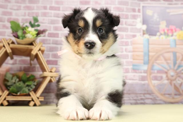 滋賀県のシェットランドシープドッグ (Coo&RIKU長浜店/2024年1月26日生まれ/女の子/ブラックタンホワイト)の子犬