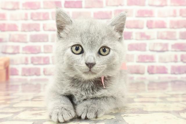 東京都のブリティッシュショートヘアー (Coo&RIKU板橋店/2024年1月28日生まれ/女の子/ブルー)の子猫