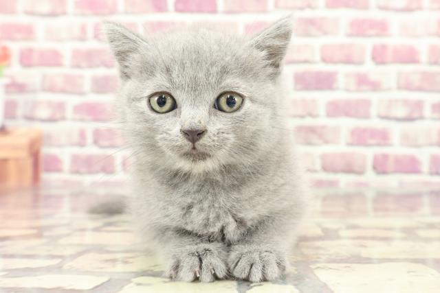 東京都のブリティッシュショートヘアー (Coo&RIKU浅草店/2024年1月28日生まれ/女の子/ブルー)の子猫