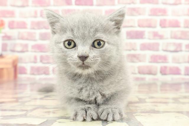 長野県のブリティッシュショートヘアー (Coo&RIKU長野店/2024年1月28日生まれ/女の子/ブルー)の子猫