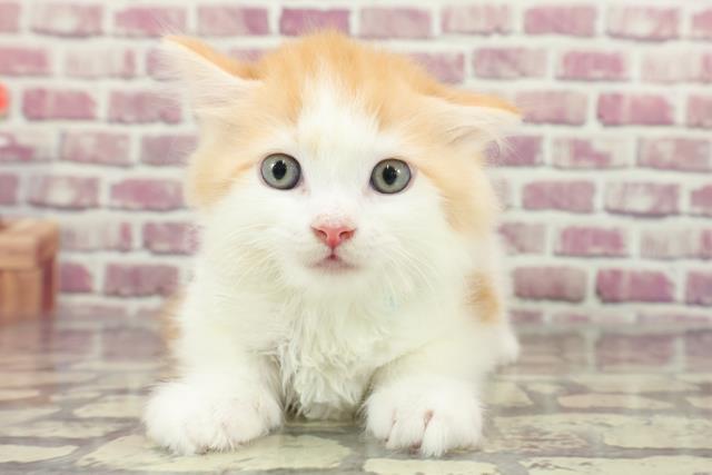 埼玉県のラガマフィン (Coo&RIKU大宮店/2024年1月25日生まれ/男の子/レッドタビーホワイト)の子猫