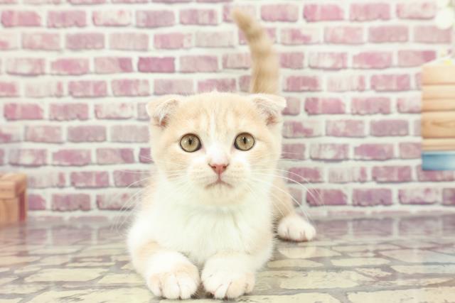 香川県のスコティッシュフォールド (Coo&RIKU高松上福岡店/2024年1月9日生まれ/男の子/クリームタビーホワイト)の子猫