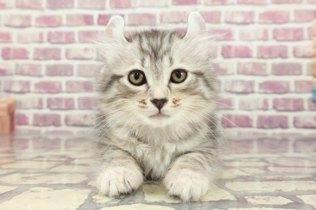千葉県のアメリカンカール (Coo&RIKU東船橋店/2024年1月24日生まれ/女の子/シルバータビー)の子猫