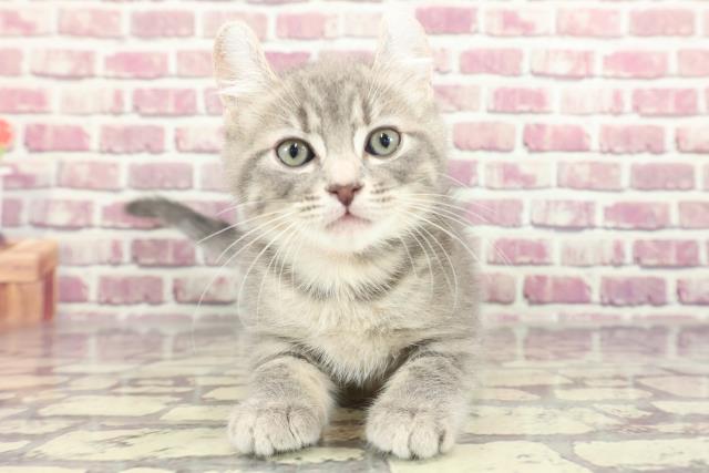 福島県のアメリカンカール (Coo&RIKU郡山店/2024年1月24日生まれ/女の子/ブルータビー)の子猫