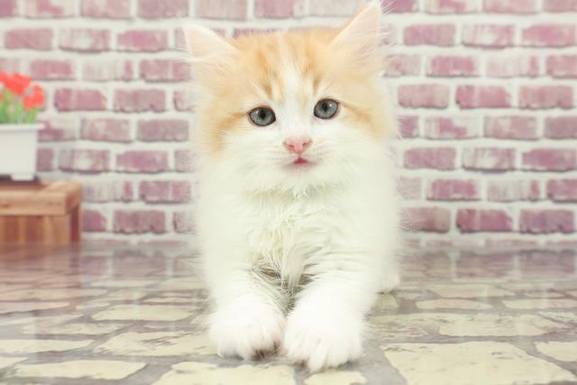 埼玉県のラガマフィン (Coo&RIKU草加バイパス店/2024年1月25日生まれ/男の子/レッドタビーホワイト)の子猫