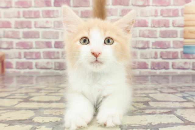 山口県のメインクーン (Coo&RIKUサンパークあじす店/2024年1月16日生まれ/男の子/クリームホワイト)の子猫