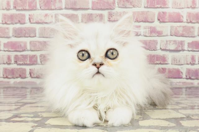 千葉県のペルシャ (Coo&RIKU南柏店/2023年12月29日生まれ/女の子/チンチラシルバー)の子猫