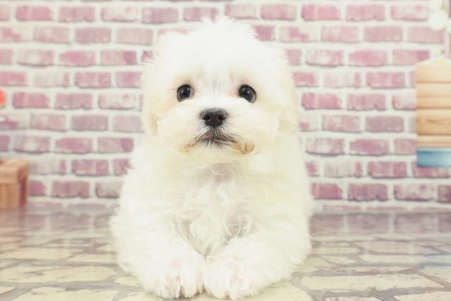 東京都のマルチーズ (Coo&RIKU府中店/2024年1月23日生まれ/男の子/ホワイト)の子犬