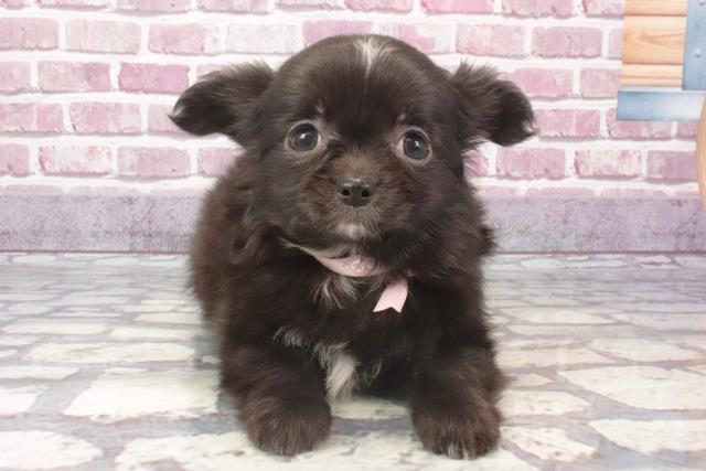 兵庫県のチワワ(ロング) (Coo&RIKU姫路店/2024年1月29日生まれ/女の子/ブラックホワイト)の子犬