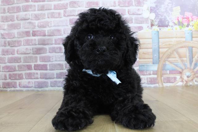青森県のトイプードル(トイ) (Coo&RIKU青森店/2024年1月26日生まれ/男の子/ブラック)の子犬