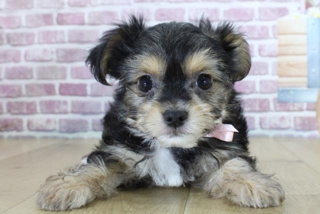 岩手県のハーフ犬 (Coo&RIKU一関店/2024年1月26日生まれ/女の子/ブラックタンホワイト)の子犬