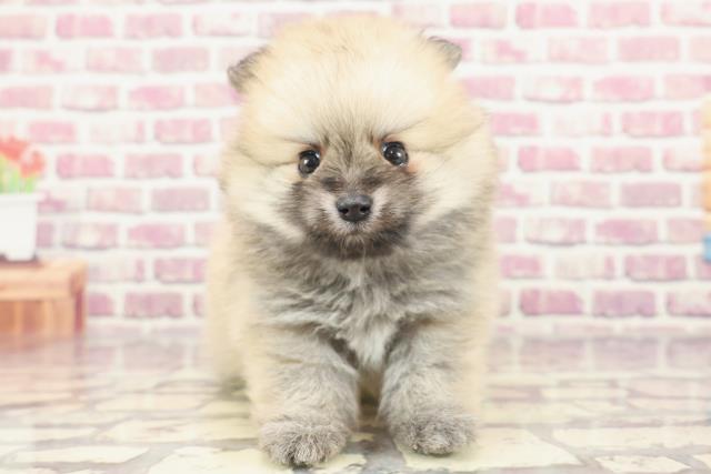 千葉県のポメラニアン (Coo&RIKU東金店/2024年1月27日生まれ/男の子/オレンジセーブル)の子犬