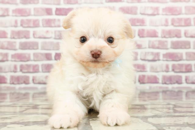 富山県のポメプー(ポメラニアン×プードル) (Coo&RIKU富山店/2024年1月28日生まれ/男の子/アプリコット)の子犬