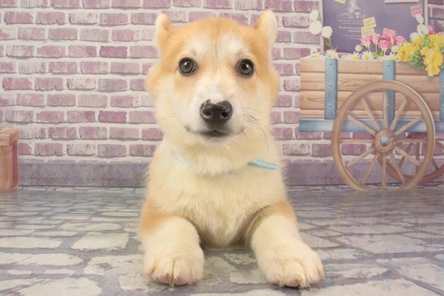 大阪府のウェルシュコーギーペンブローク (Coo&RIKU和泉店/2024年1月16日生まれ/男の子/レッドホワイト)の子犬