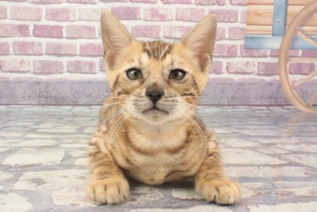 和歌山県のベンガル (Coo&RIKU和歌山店/2024年1月24日生まれ/女の子/ブラウンスポットタビー)の子猫